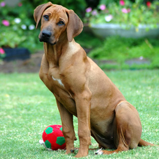 In-Person Dog Training